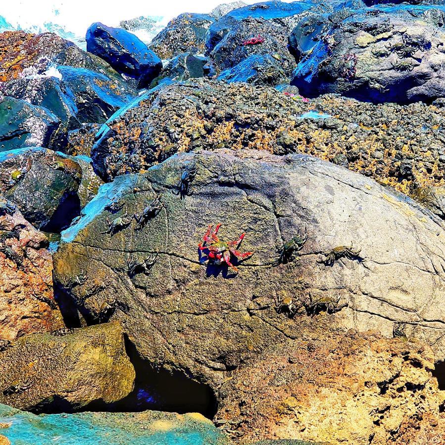 "The Red Crab Studio" By Bbhome At Gran Canaria Airport - Wifi 300 Mbps El Burrero Eksteriør billede